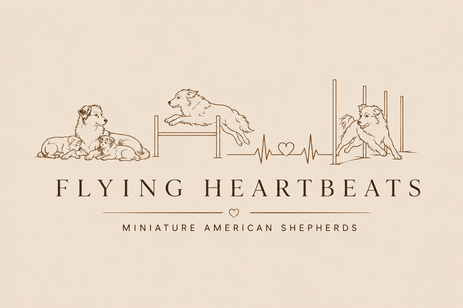 Flying Heartbeats — Miniature American Shepherd